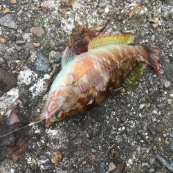 穴釣りすらもイマイチ